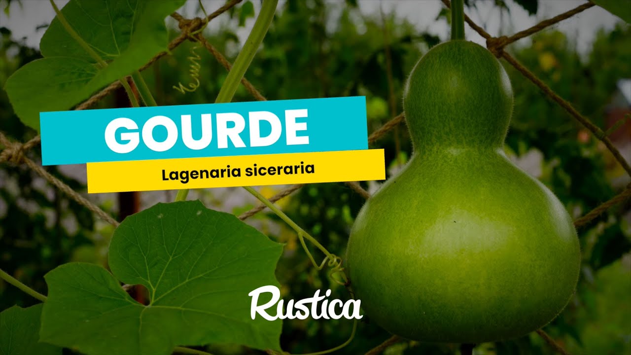 La calebasse ou gourde pélerine