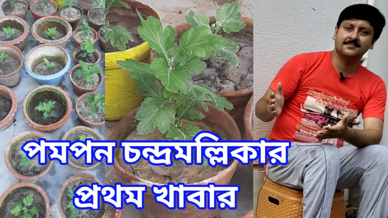 চন্দ্রমল্লিকায় তরল সার প্রয়োগ - কখন, কতটা, কিভাবে || Chrysanthemum PART: 05/2021-2022 || My Garden