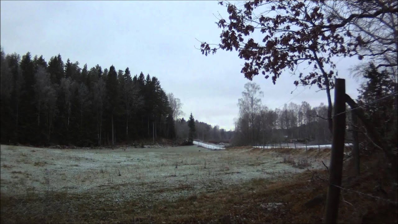 Drevjakt p&aring; dovhjort