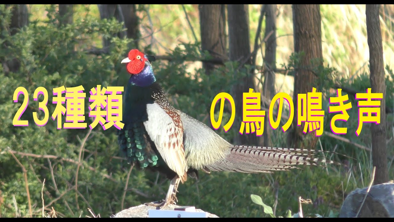23種類の鳥たちの鳴き声　4K　😊