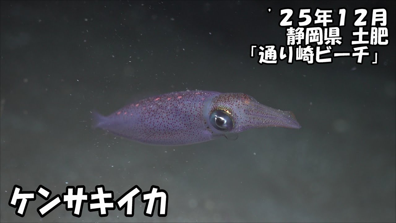 ケンサキイカ（’２５年１2月　静岡県　土肥　通り崎ビーチ　ナイトダイビング）