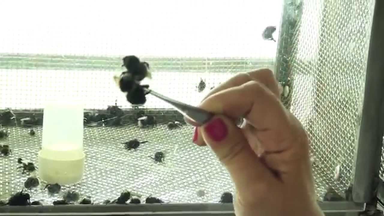 1.5. Laboratorio para desarrollo de abejorros polinizadores I