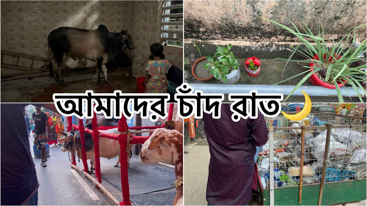 চাঁদরাতে ঈদের উপহার😍 বাচ্চাদের নিয়ে গরু দেখতে বের হয়েছি।।