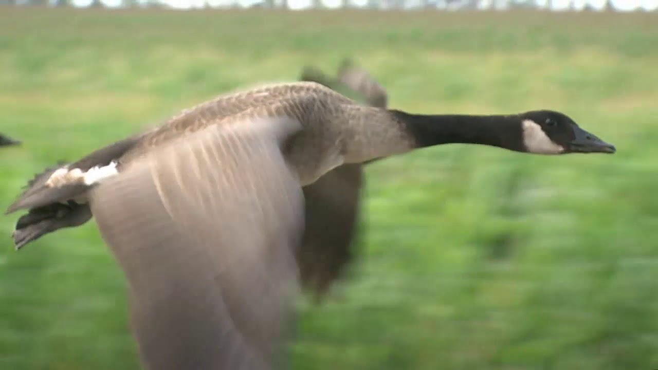 Fly Away Home Wilbur