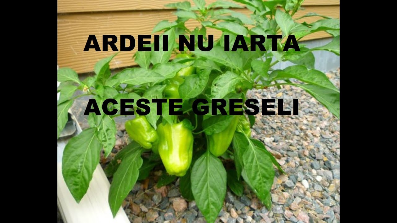 De ce ardeii nu vor să crească?  Iată câteva cauze!
