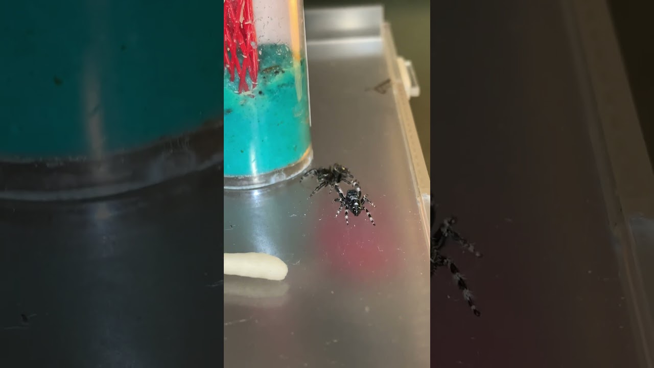 Jumping spider mating dance