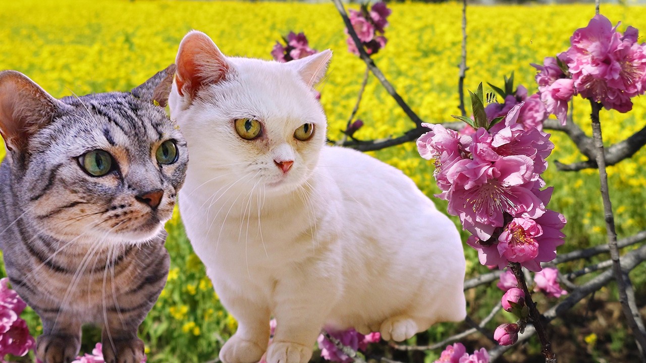猫たちは春の気配を感じてないのか？