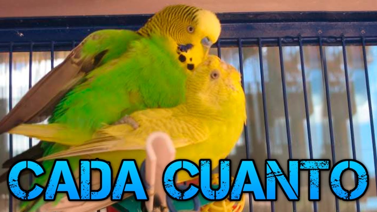¿Cada cuanto tiempo ponen Huevos los Periquitos? ¿Cuantas veces pueden criar?-Rincon animal