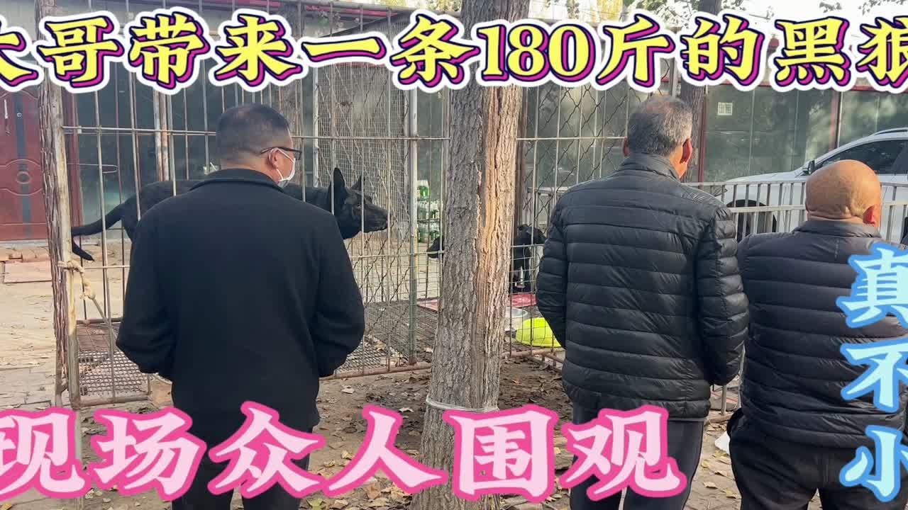 大哥带来一条“180斤的黑狼犬”卖掉，瞬间围满了人，可真不小！