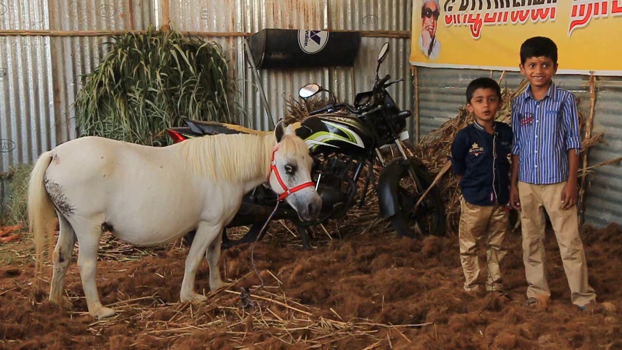 Anthiyur horse show documentary 2016