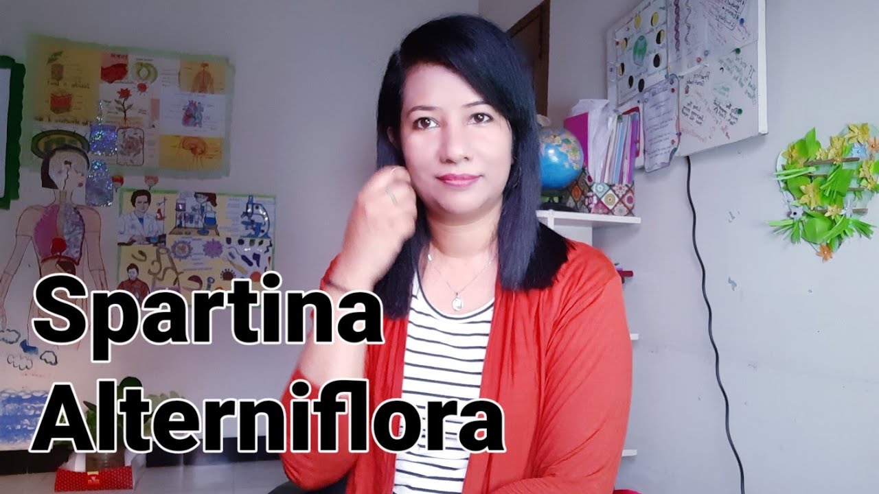 Spartina Altrrniflora //Biology//EducatorSharmin