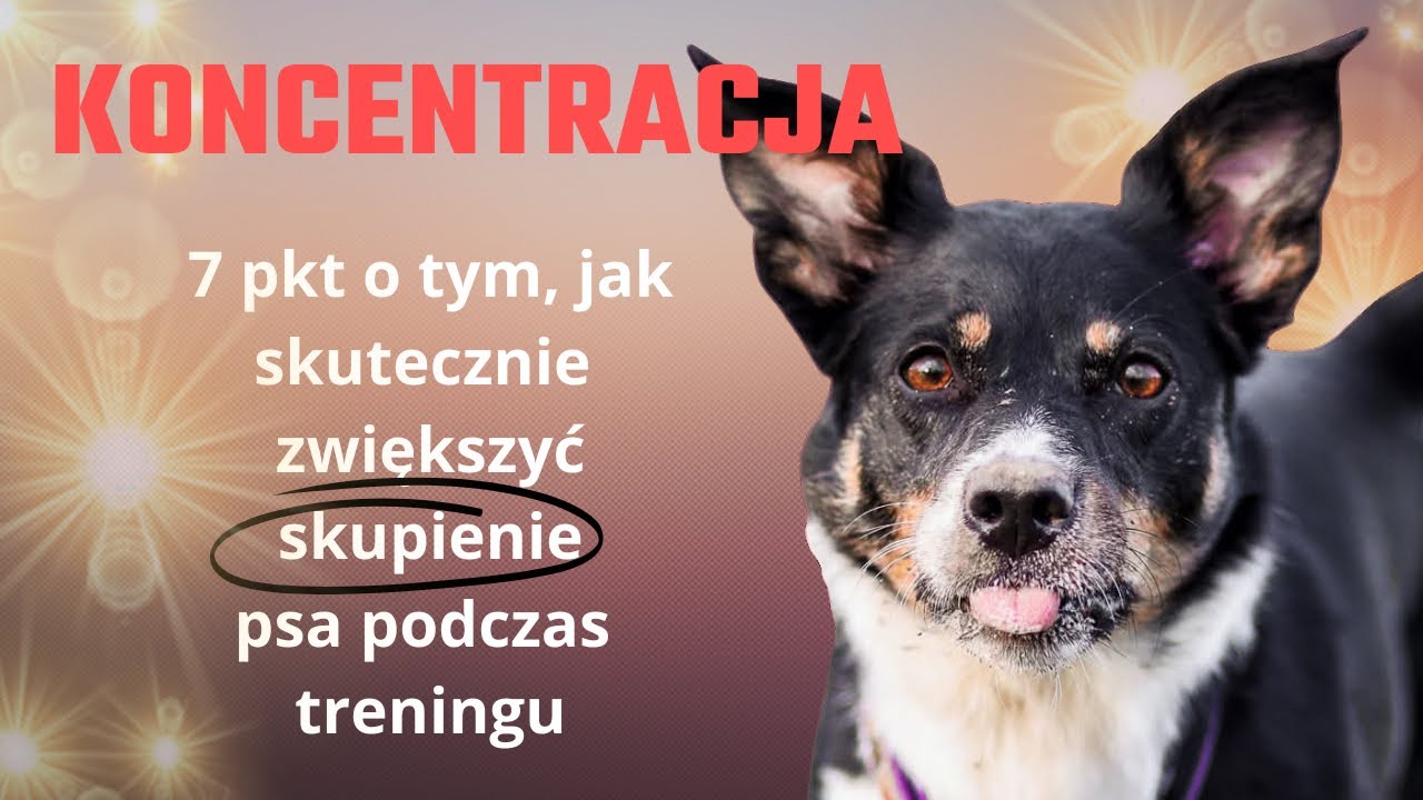 Koncentracja psa podczas treningu. Jak wejść na wyższy poziom? 7 punktów!