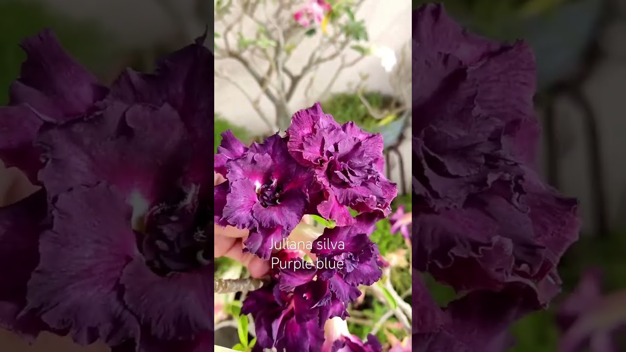#lifestyle #flores #terapia #ID purple blue #rosadodeserto #amor #video
