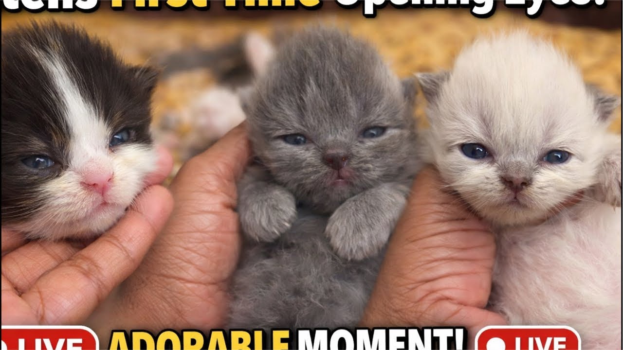 Cute kitten live ❤️🧿[149]#foryou #ytshorts #trending #viralvideo #shortsfeed #shorts #cute #kittens