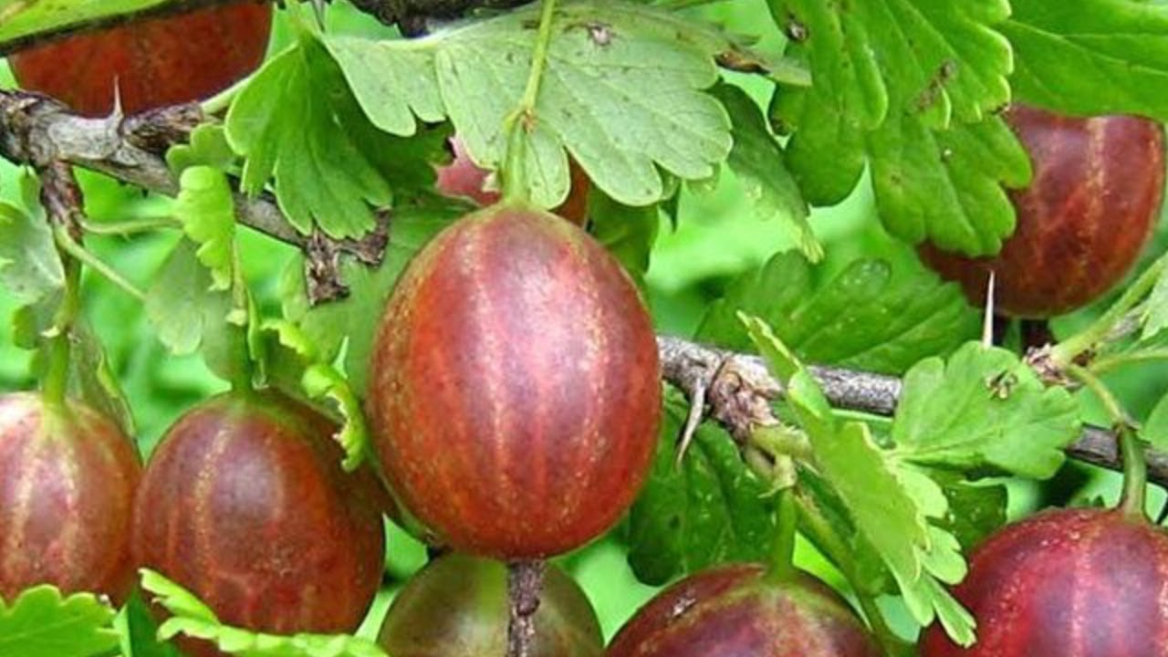 BEKTAŞİ ÜZÜMÜ DİKİMİ