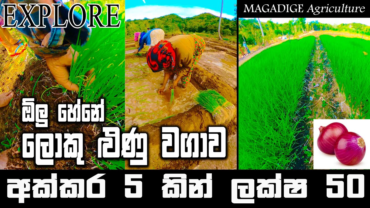 ලොකු ළූණු වගාවෙන් ලක්ෂ 50 ක්|5 Millions from big onion cultivation | Magadige Agriculture