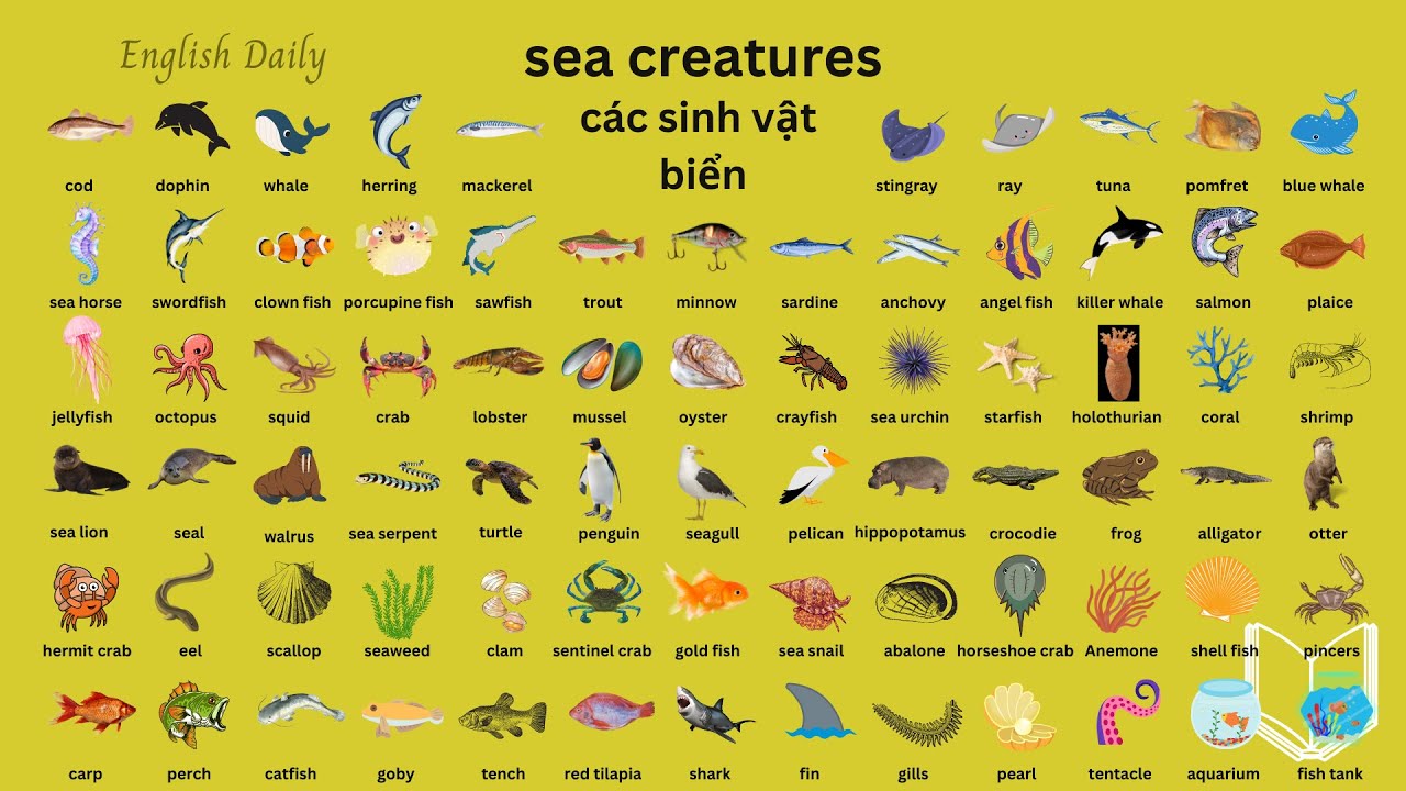 Học từ vựng tiếng anh về các loài sinh vật biển, động vật dưới nước/ Sea Creatures/ English Daily