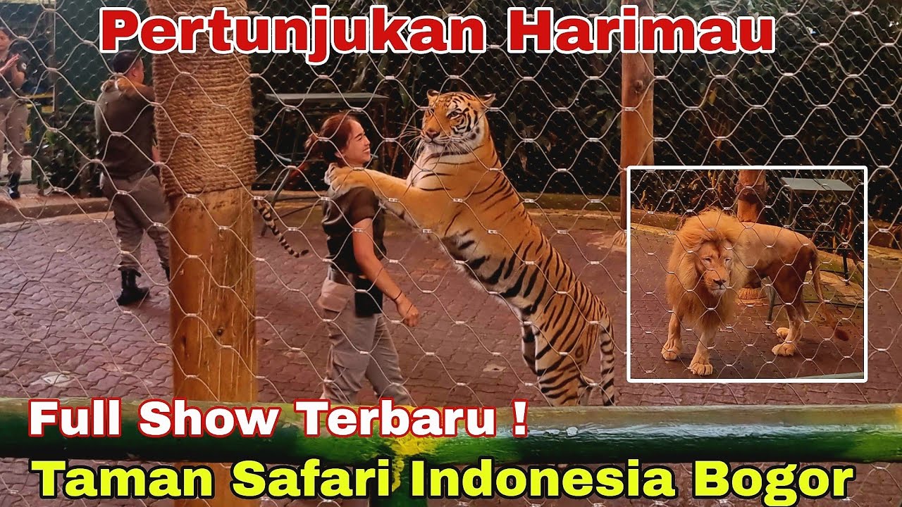 REVIEW TAMAN SAFARI BOGOR 2025 - TIGER SHOW