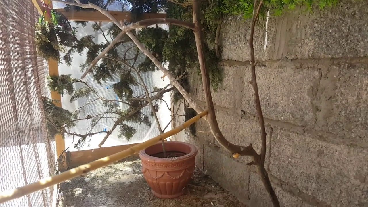 صنعت سلاكة جديدة لتربية طيور الحسون و الكناري volière pour les  chardonnerts et les canaris