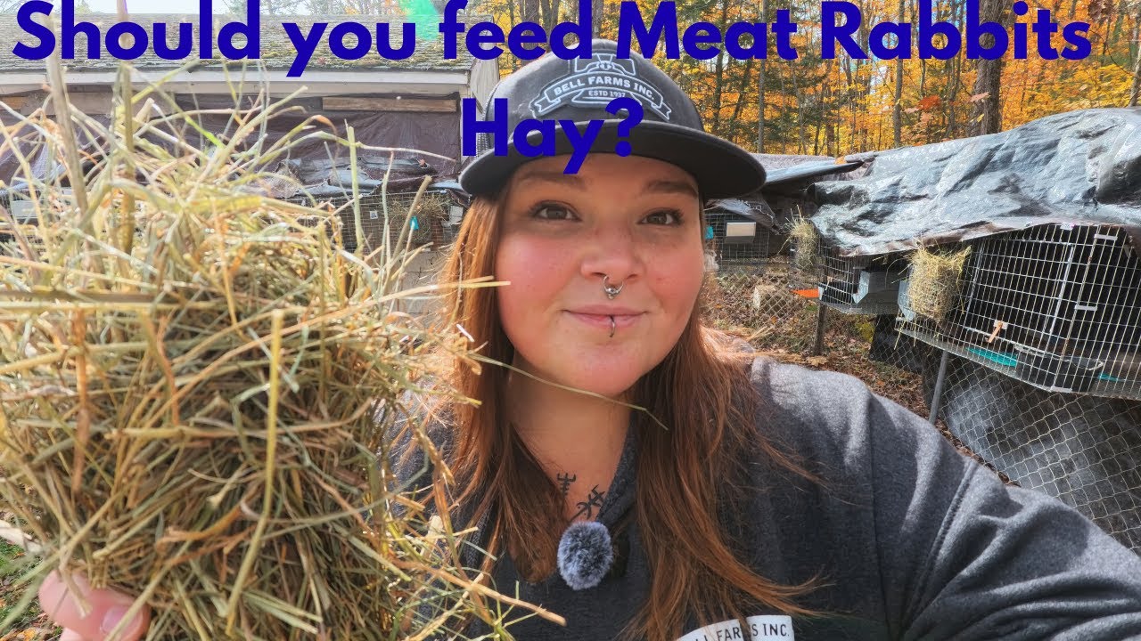 Should you feed Meat Rabbits Hay?