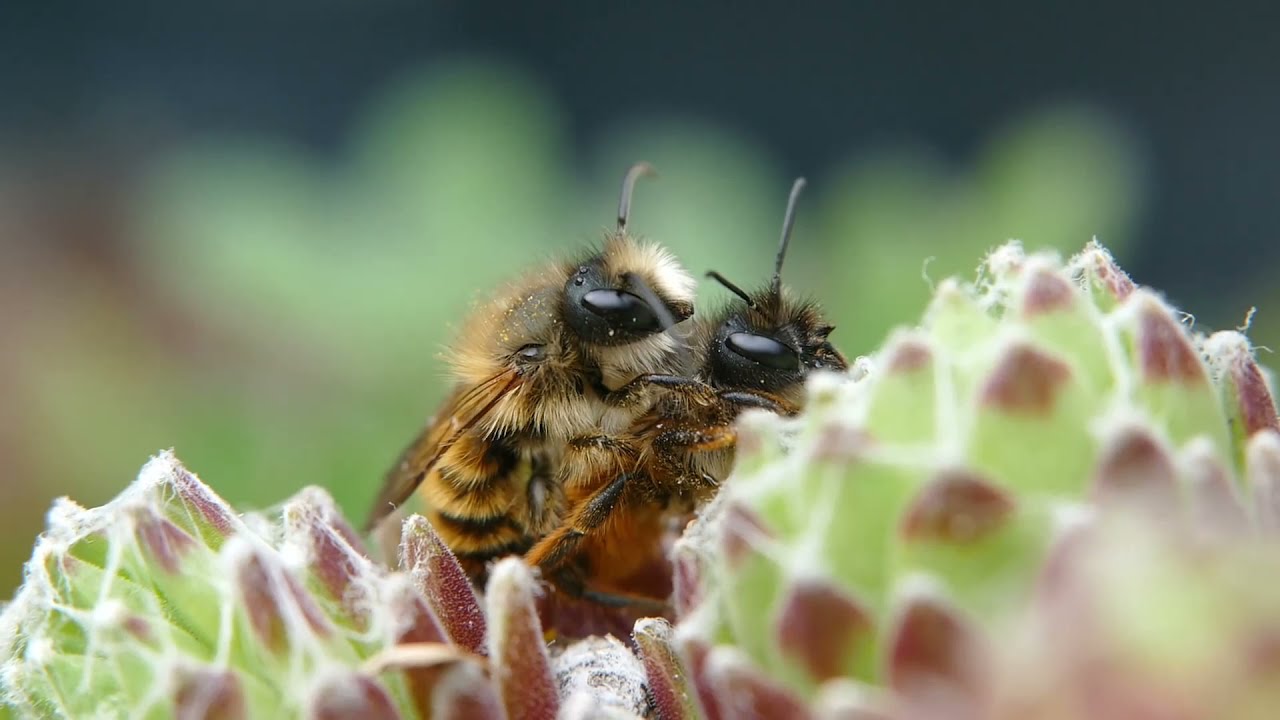 Wildbienen und Wespen an der Nisthilfe und auf dem Balkon. Artenvielfalt in Deutschland