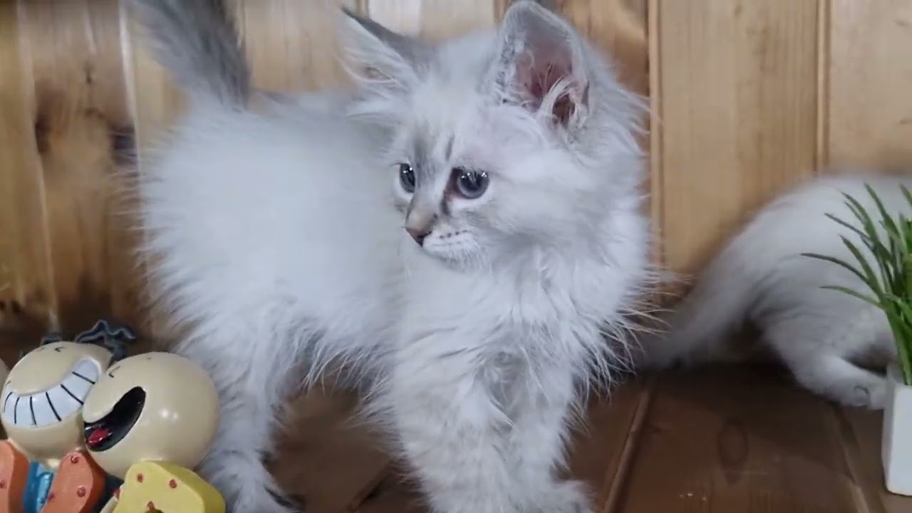 네바마스커레이드 공주님