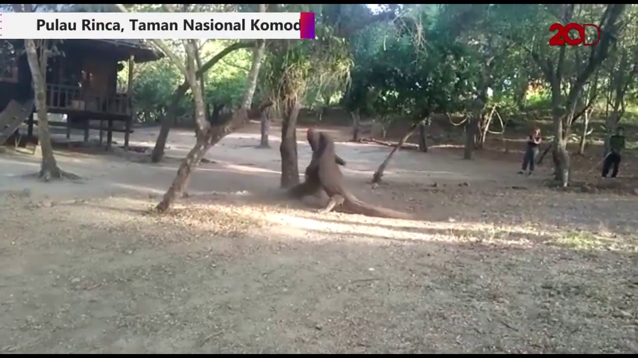 Pertarungan Komodo Tertangkap Kamera