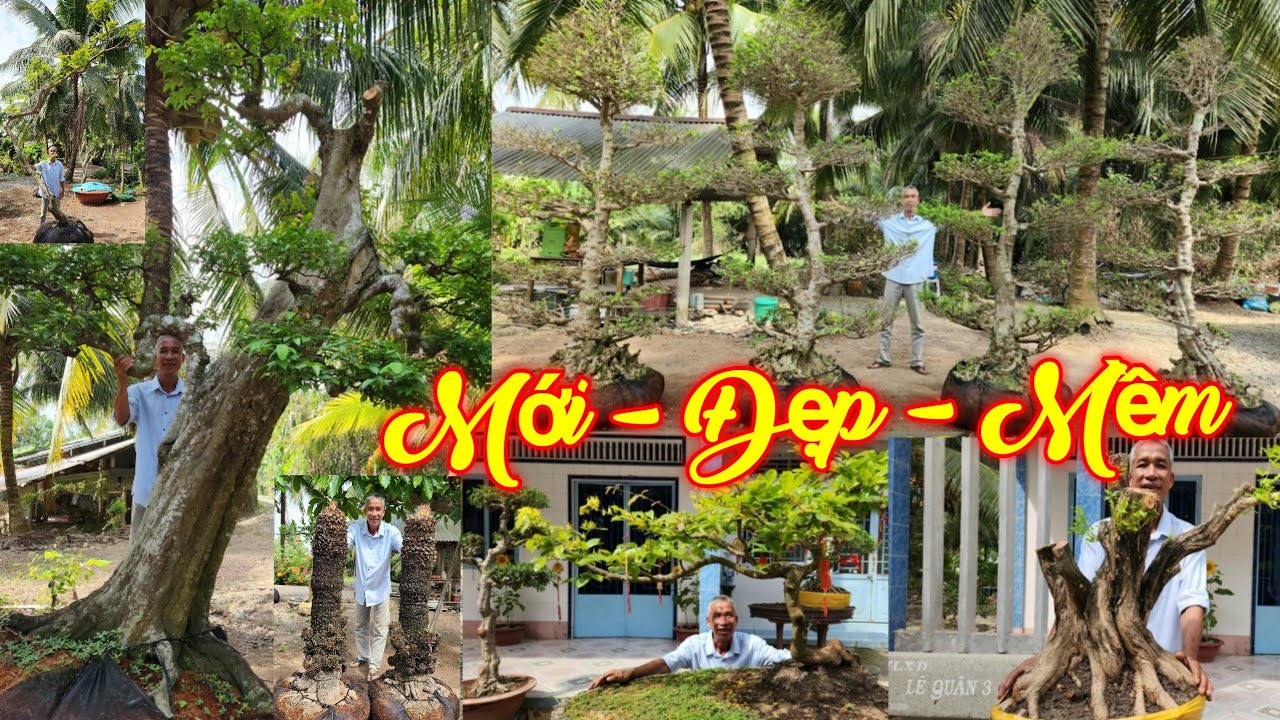 HOÀNG ANH | #0353766374 | GIÁ MỀM BỘ 4 CÂY MCT CỔ, KHẾ GIÀ KHỦNG, LONG NHÃN, NGUYỆT, THIÊN TUẾ, MAI.