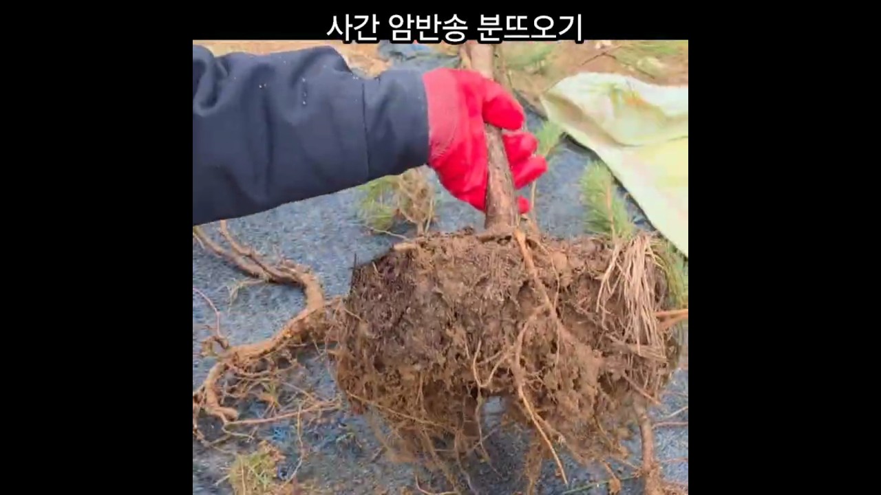 적송 사간 분뜨오기 캐기전 뿌리 전지 했을태 잔뿌리 알면 소나무 살아요