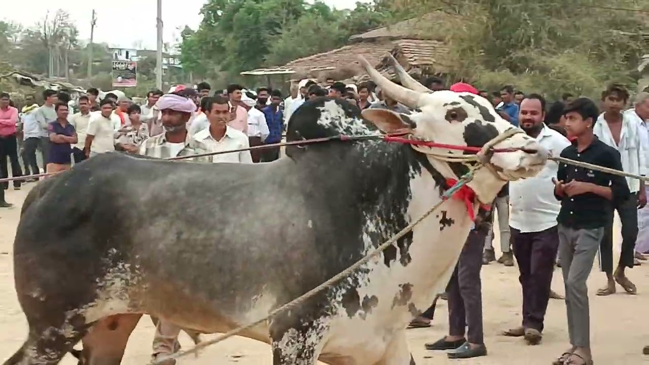 ताखला कला पट दुसरा दिन पहला कपल देखे अगले विडियो में फायनल राऊंड देखे बरघाट जिला सिवनी मघ्यप्रदेश 