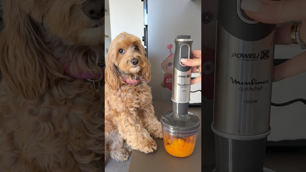 Caramelle per cani! 🍭 #maltipoo #dogtreats #dogsofyoutube