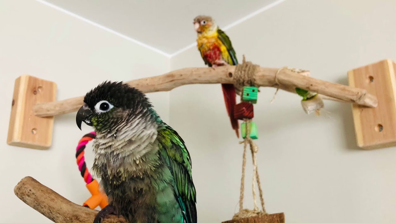 Green cheek conure doing tricks! A cute and funny compilation!