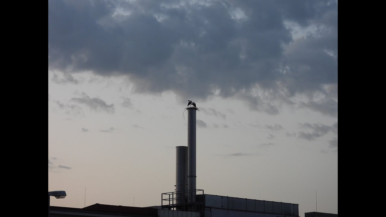Störche Fridolfing 14.06.25 - Sie versuchen auf der Otto Chemie ein neues Nest zu errichten...