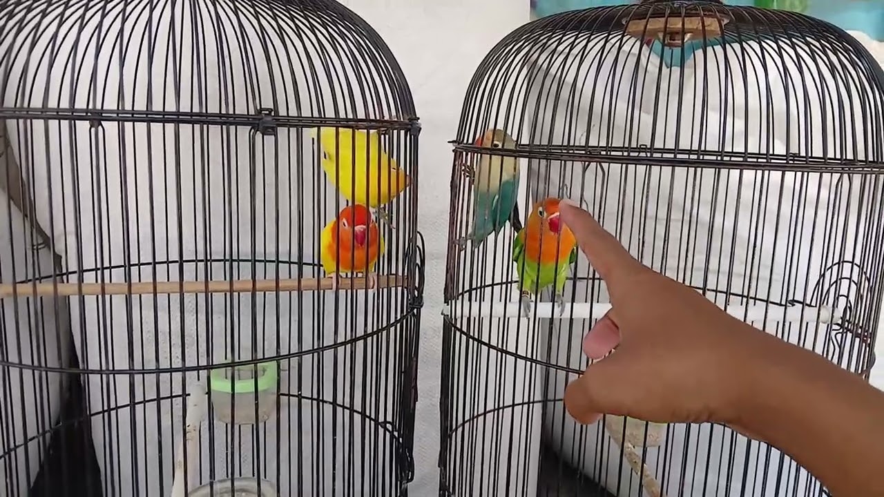PASANGAN LOVEBIRD PENCETAK JACKPOT VS PENCETAK SPLIT
