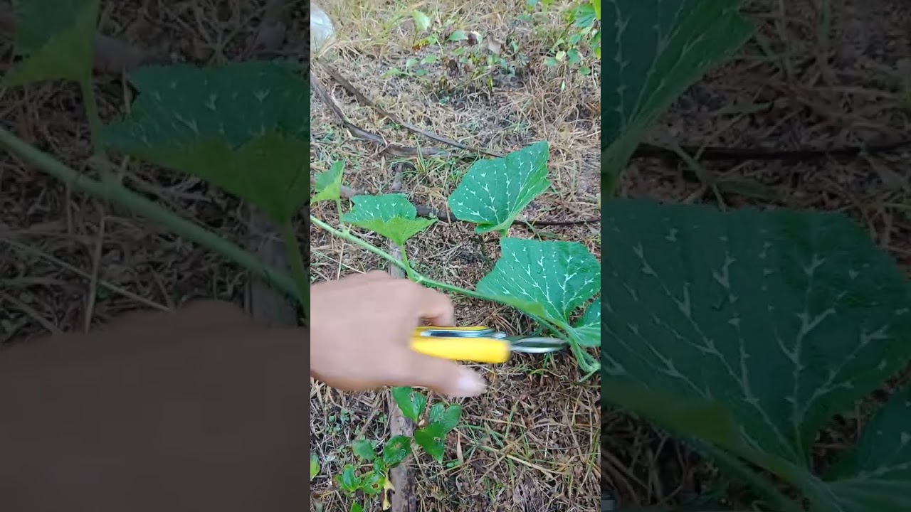 Turuan ko kayo paano mag pruning ng kalabasa para sabay-sabay ang bunga