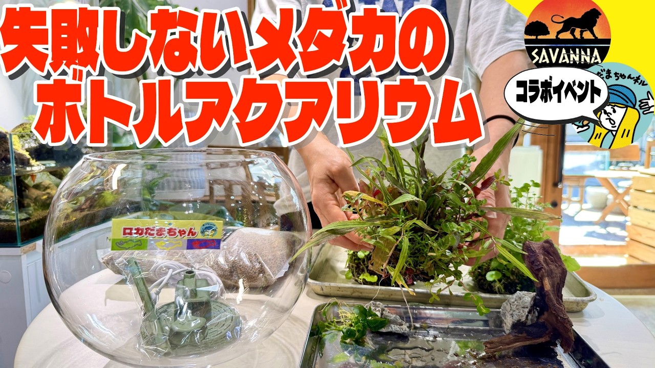 もう失敗しないメダカのボトルアクアリウム（メダカ屋サバンナさんのイベントでワークショップやります）