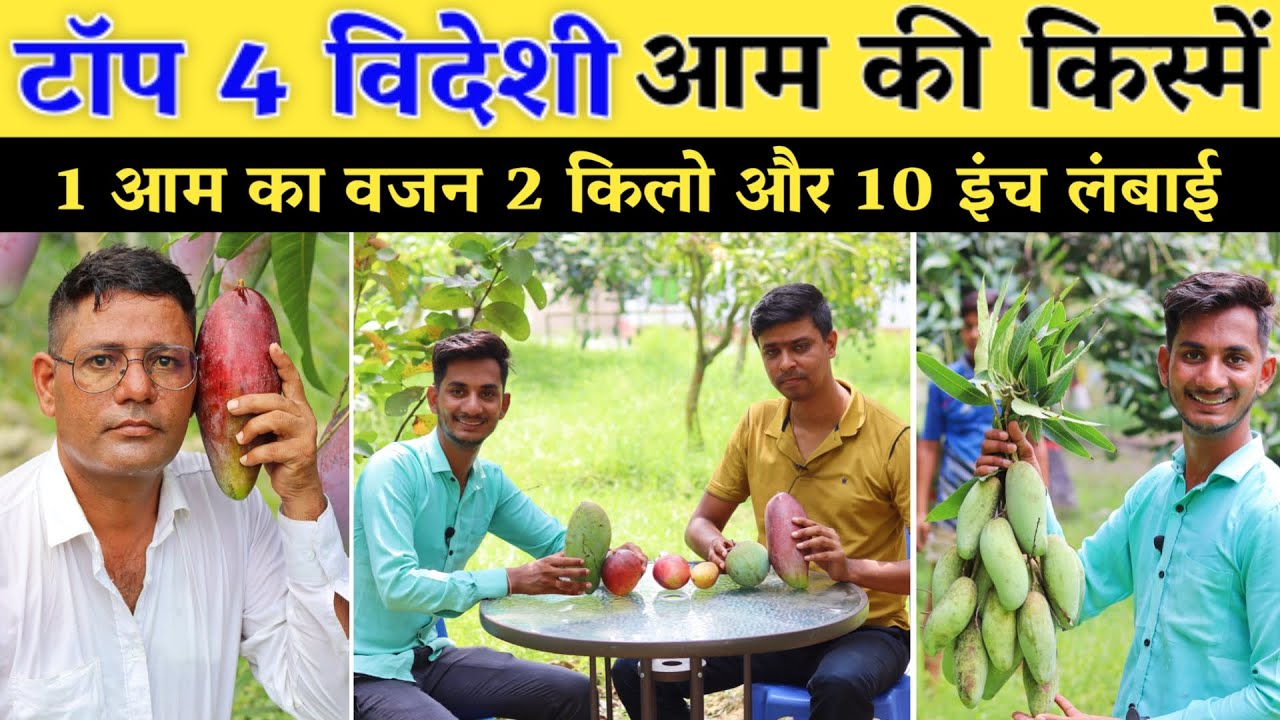 आम की विदेशी किस्में // videshi mango veriaty// Mango Varieties