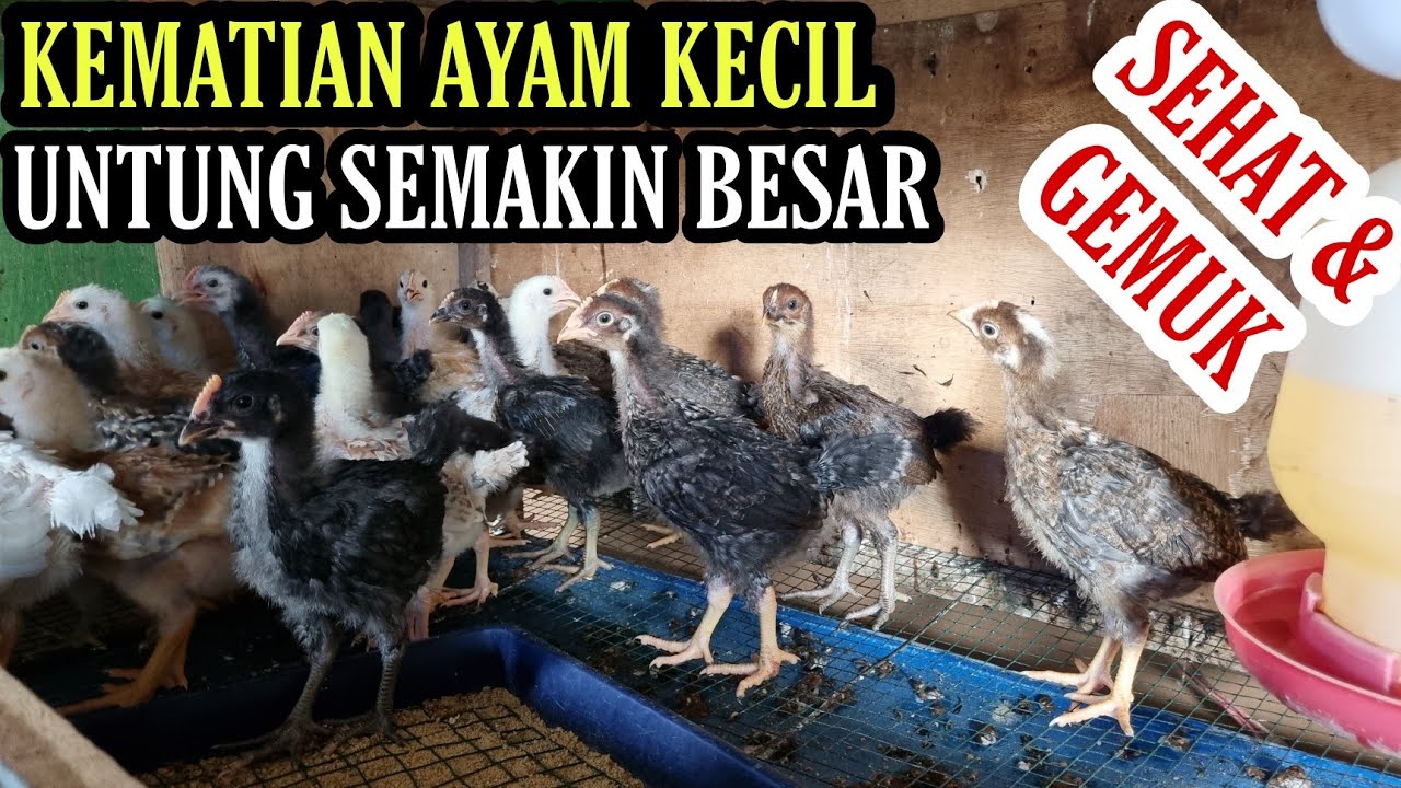 AYAM PASTI SEHAT SAMPAI PANEN DGN CARA INI‼️