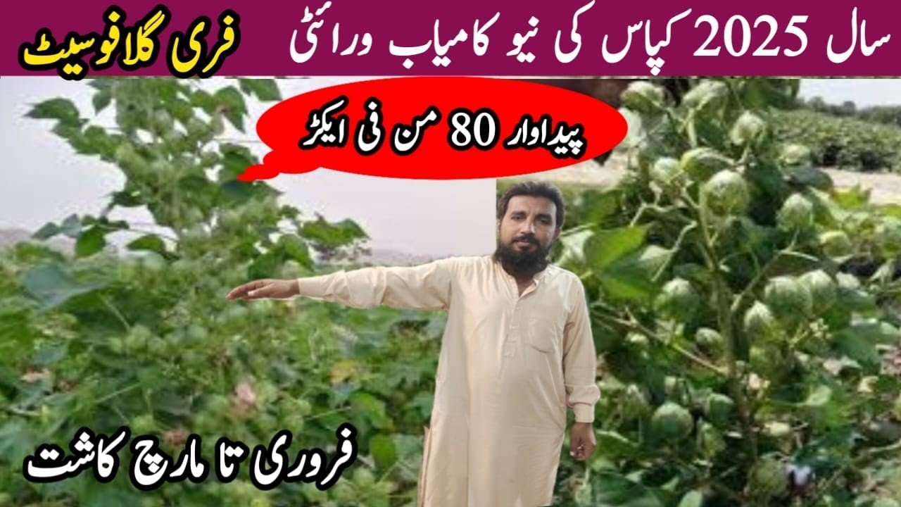 New Successful Varity of the Year 2025 ll Free Glafo St ll Cotton from February to March ll