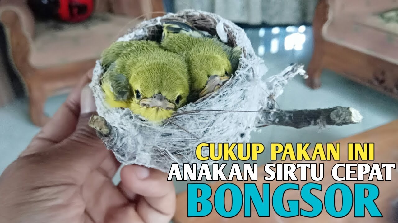 PAKAN HARIAN UNTUK ANAKAN BURUNG SIRTU AGAR CEPAT BESAR DAN TIDAK MUDAH M4 T1