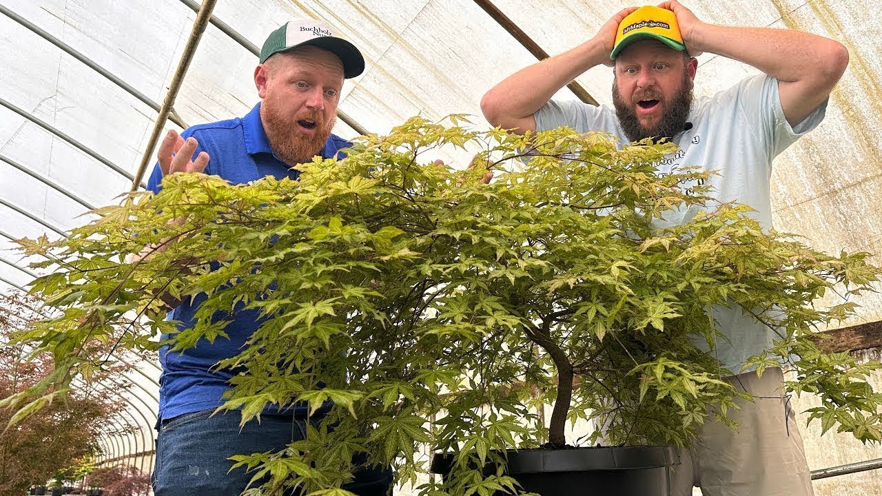 Top 5 Most Outrageous Japanese Maples at Buchholz Nursery 2024 edition