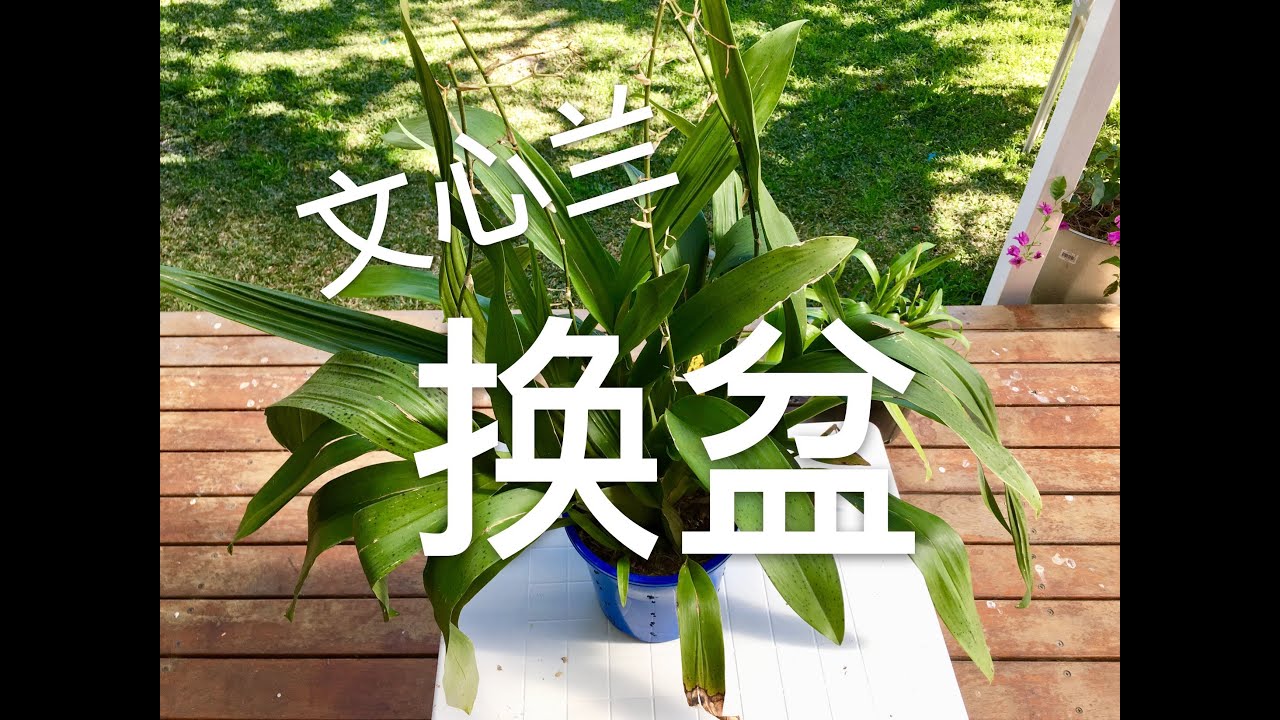 【19086】文心兰换盆 //静姐说花95