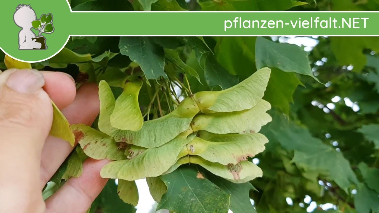 Spitz-Ahorn - Fr&uuml;chte/Samen - 03.08.18 (Acer platanoides) - Baum (Fr&uuml;chte) Bestimmung