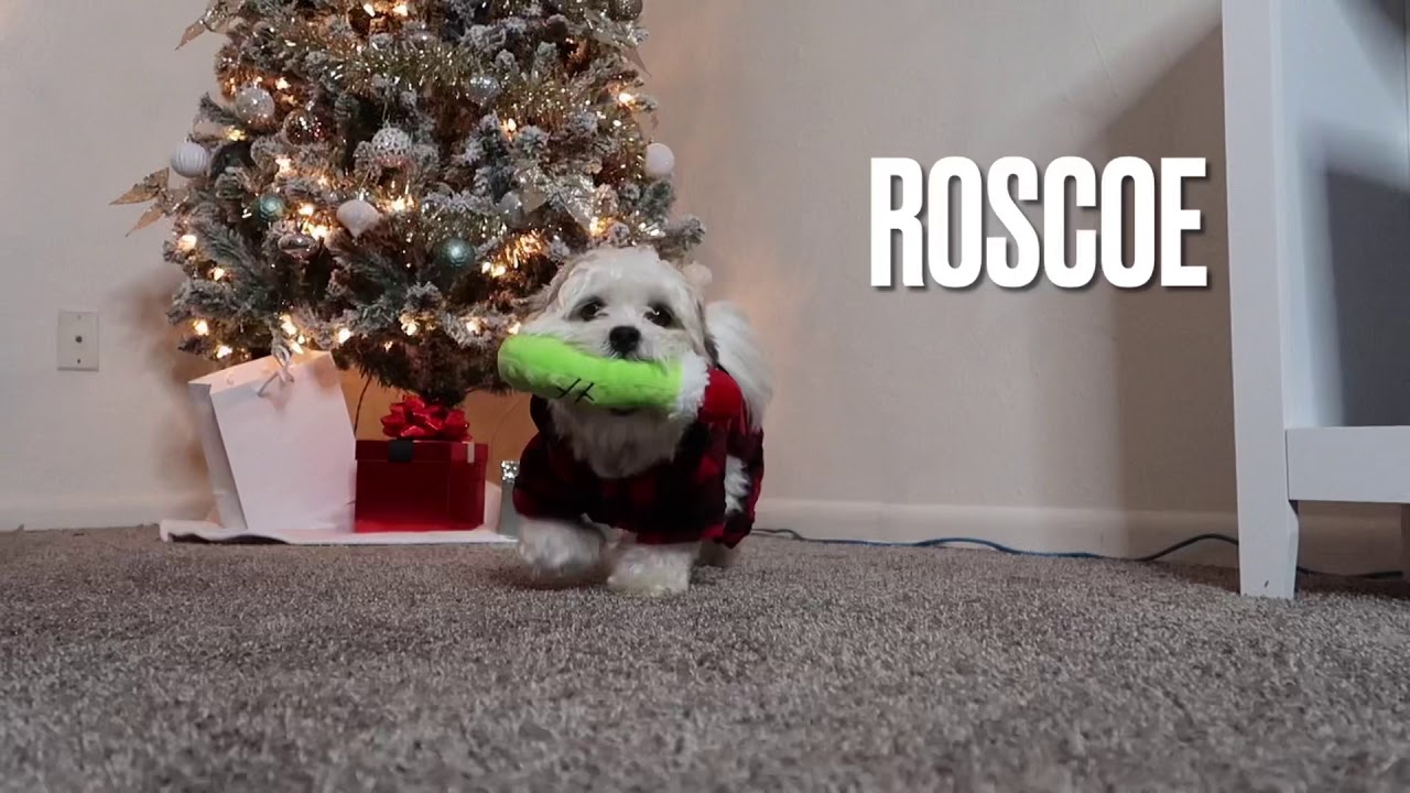 VLOGMAS 2020 INTRO