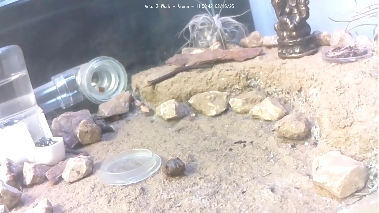 🐜 Arena, Day 1942 #1, Messor Barbarus Ant Farm Video Diary
