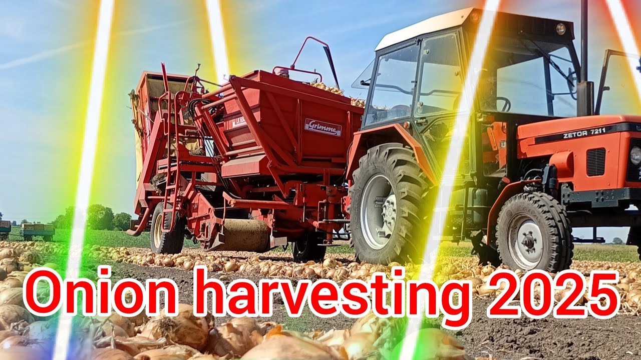CEBULA TURBO ONION HARVESTING 2025