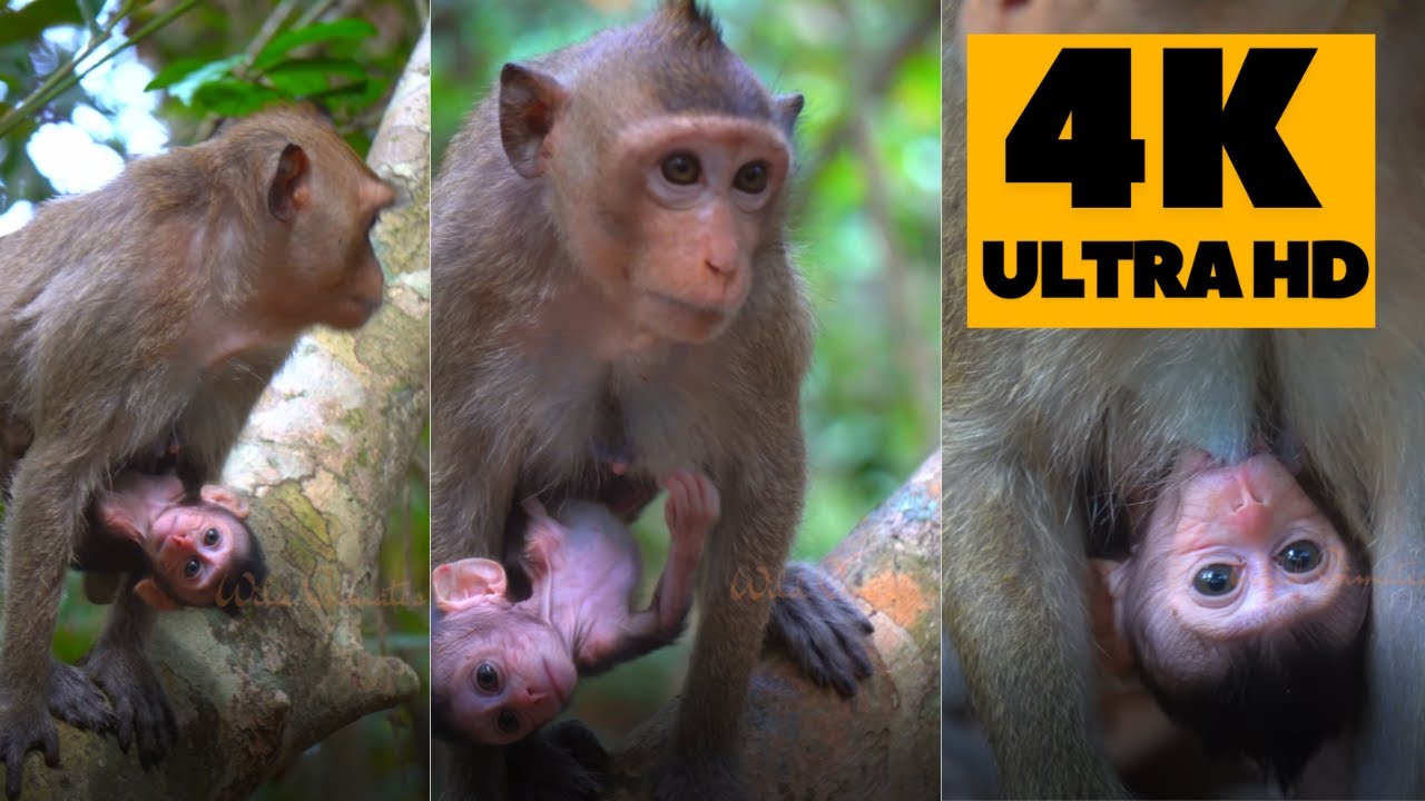 This is the most beautiful baby monkey reactions | Wild Primates Photography