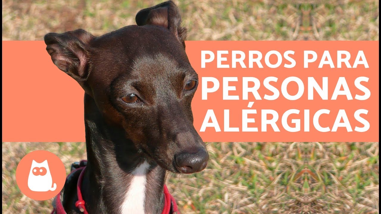 T&iacute;tulo: 10 razas de perros HIPOALERG&Eacute;NICOS - Ideales para personas al&eacute;rgicas