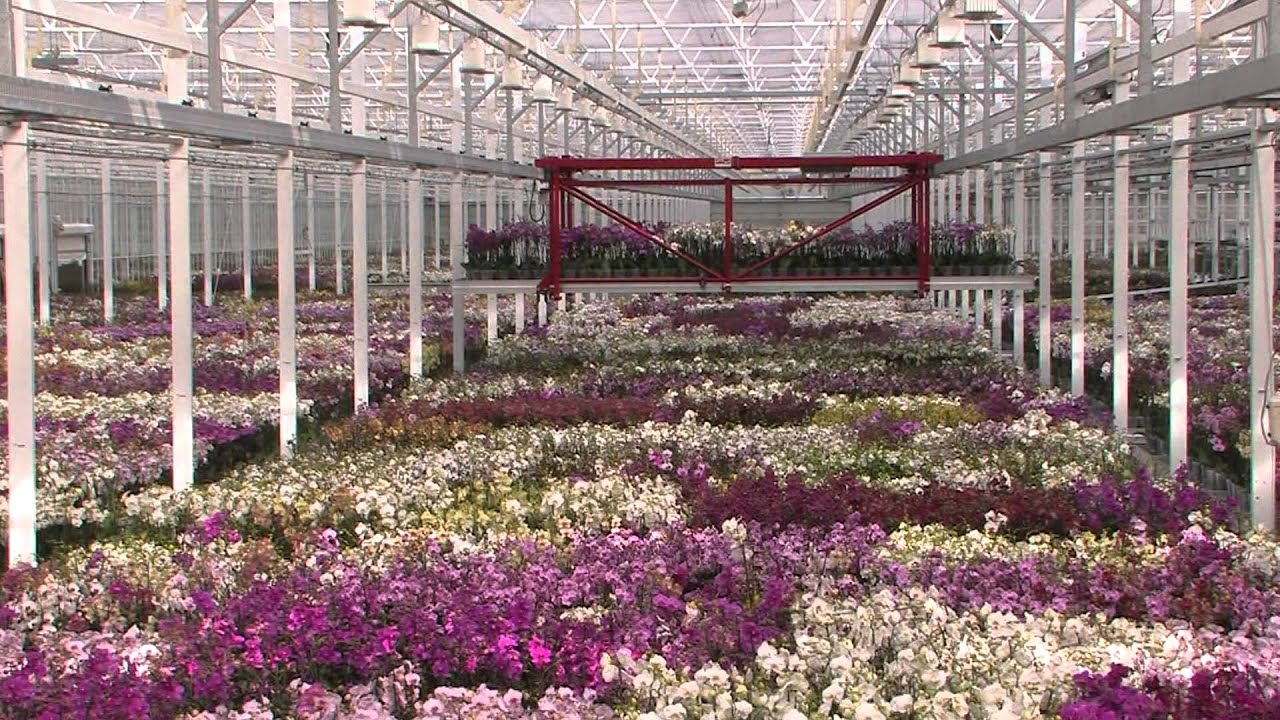 JMP Flowers
