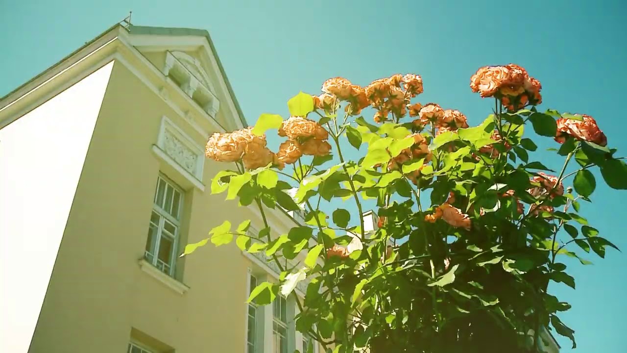 #visitsiauliai &bdquo;Žydėjimas&ldquo;